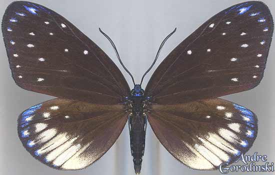 http://www.gorodinski.ru/lepidoptera/Cyclosia midamia ssp..jpg